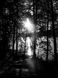 Sunlight streaming through trees in forest