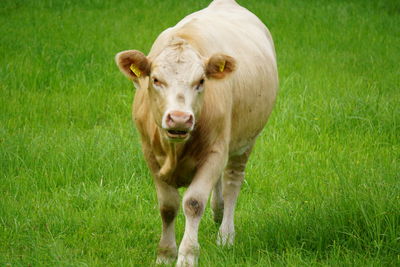 Portrait of cow on field