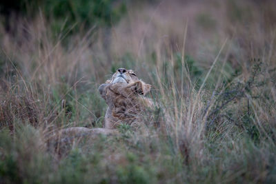 View of a cat on field