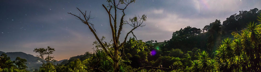 Low angle view of trees against sky