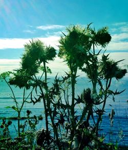 Palm tree by sea against sky