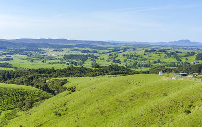 Idyllic rural scenery around the auckland region at the north island of new zealand