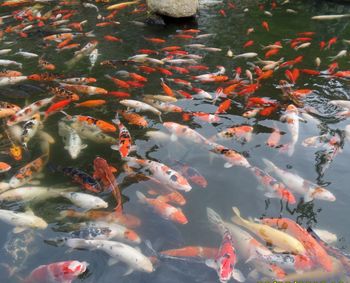 High angle view of fishes swimming in pond