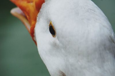 Close-up of a bird