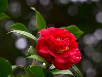 Close-up of pink flowers