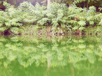 Close-up of tree against water