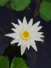 Close-up of white lotus water lily