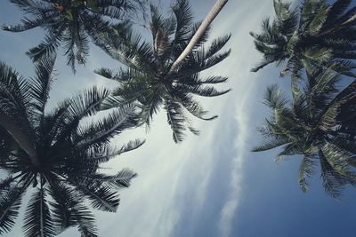 Low angle view of palm trees against sky