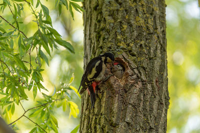 Close-up of a bird on tree trunk