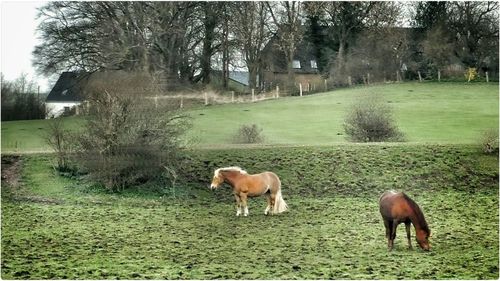 Sheep grazing on grassy field