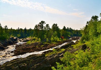 Scenic view of forest against sky