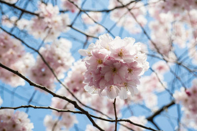 Low angle view of cherry blossoms in spring