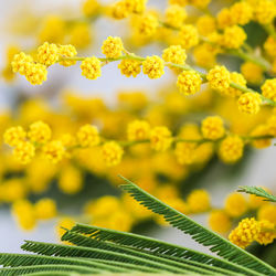 Close-up of yellow flowering plant