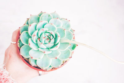 High angle view of woman hand holding succulent plant on white background