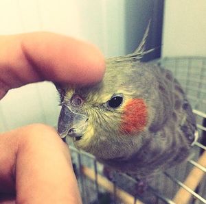 Close-up of bird at home