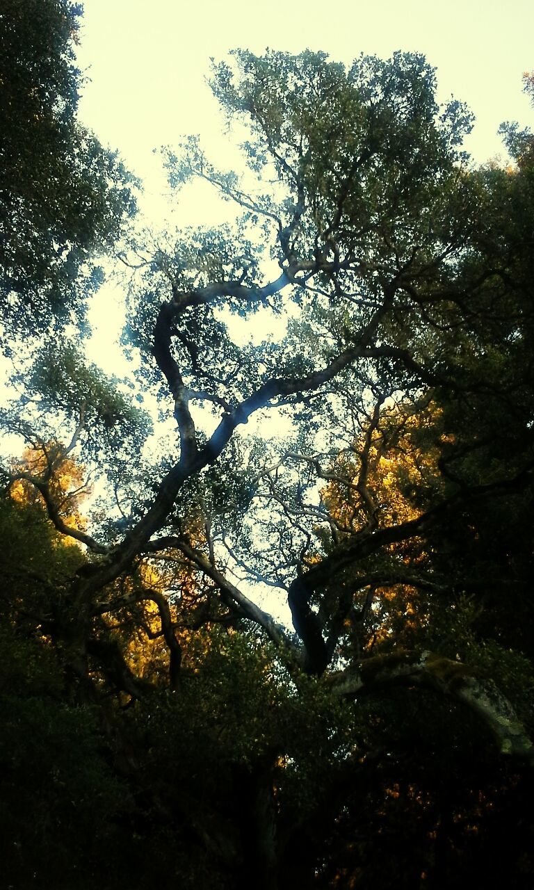 tree, growth, tranquility, low angle view, nature, beauty in nature, tranquil scene, sky, branch, forest, scenics, clear sky, green color, outdoors, no people, lush foliage, day, silhouette, non-urban scene, idyllic