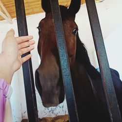 Close-up of hand holding horse