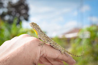 Hand holding lizard