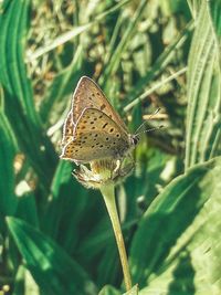 Close-up of butterfly perching on flower