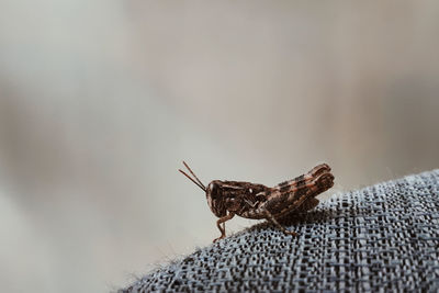 Close-up of insect