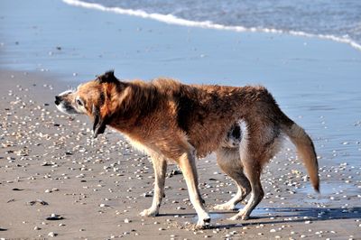 Horse on shore at beach