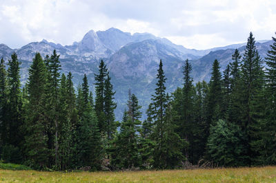 Trees in forest against sky