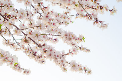 Low angle view of cherry blossoms in spring