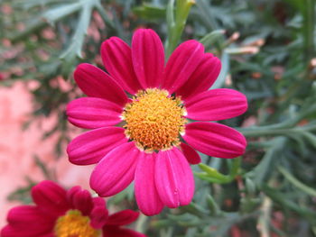 Close-up of pink flower