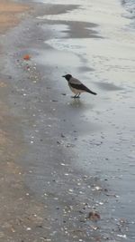 Bird flying over water