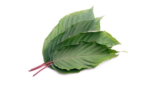 Close-up of green leaf on white background