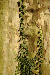 Close-up of ivy on tree trunk