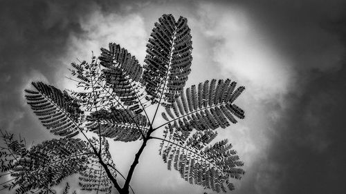 Low angle view of plant against sky