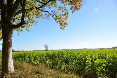 Scenic view of field against clear blue sky