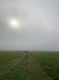 Scenic view of field against sky during foggy weather