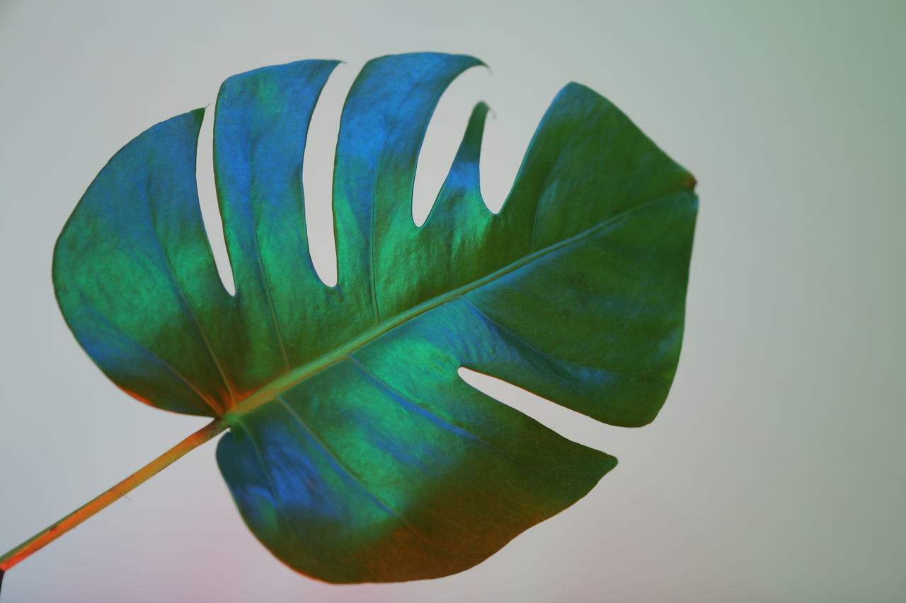 CLOSE-UP OF GREEN LEAF ON BLUE BACKGROUND