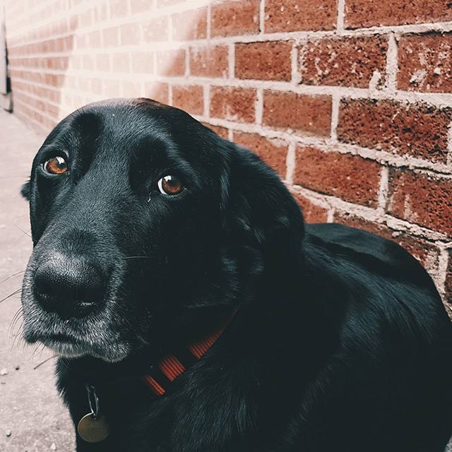 domestic animals, dog, pets, one animal, animal themes, mammal, black color, close-up, animal head, portrait, looking at camera, black, red, pet collar, indoors, sitting, no people, front view, animal body part