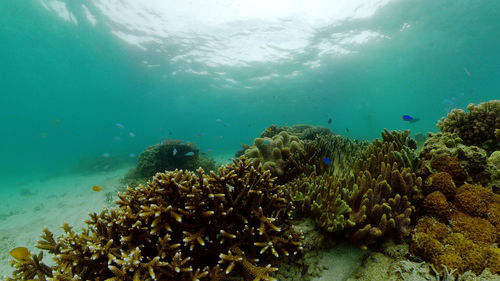 Tropical fishes on coral reef, underwater scene