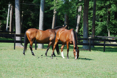 Field with a pair of a bay horses grazing on a summer day.