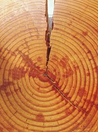 Full frame shot of tree stump