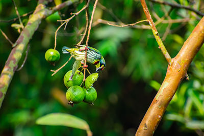 The coppersmith barbet, is an asian barbet with crimson forehead and throat,