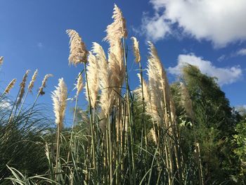 Low angle view of plants against blue sky