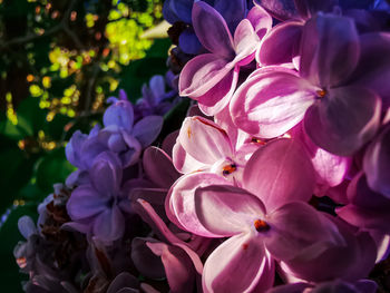 Close-up of pink flowers