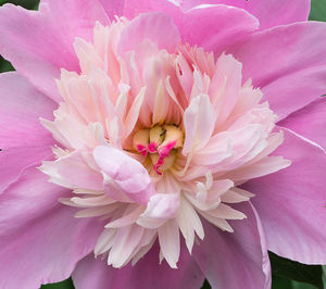 Close-up of pink dahlia