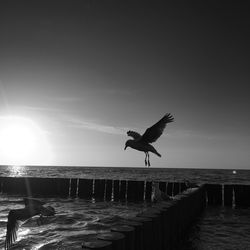 Seagull flying over sea