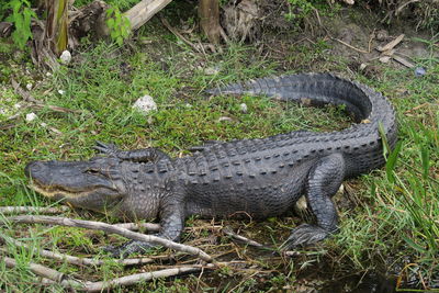 Close-up of crocodile on grass