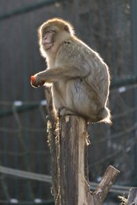 Close-up of monkey on tree