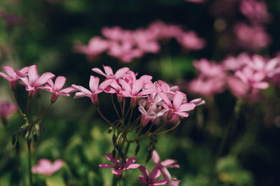 Close-up of pink flowering plant