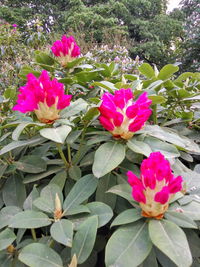 Close-up of pink flowering plants