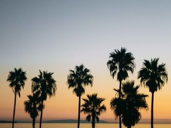 Silhouette of palm trees on beach