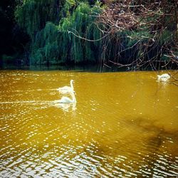 View of ducks swimming in lake